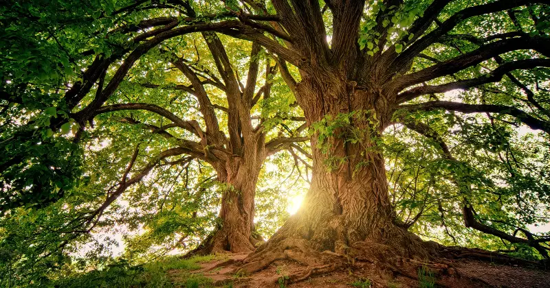 Trees are connected by fungal threads beneath the soil, trading carbon and chemical signals in ways scientists are still arguing over — including whether a dying tree can pass part of itself into the forest before it goes