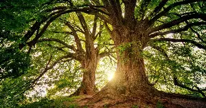Trees share resources through fungi