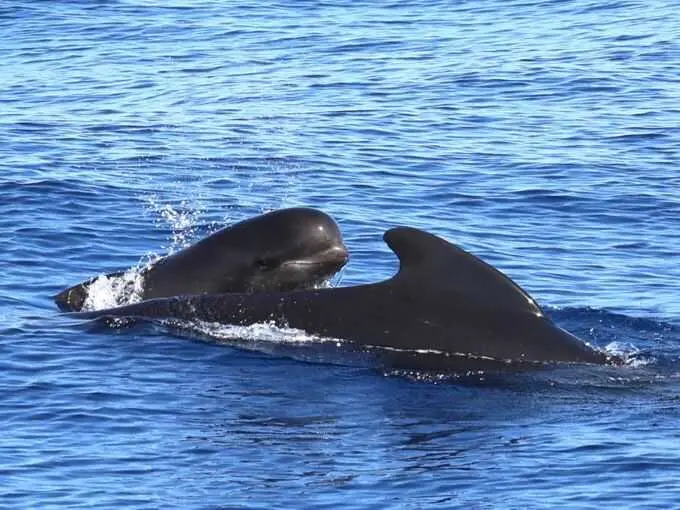 IEO recaba datos para proteger cetáceos de buceo profundo en mar de Alborán tras avistamientos y registros acústicos