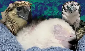 Bayani: PH Eagle chick No. 32 born