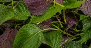 Is it good to drink perilla leaf tea every day?