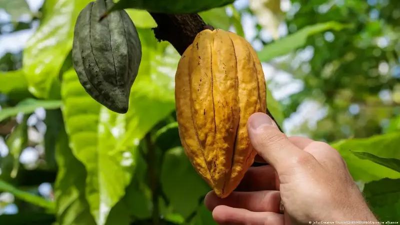 Hallan en Perú cuatro linajes genéticos de cacao hasta ahora desconocidos que podrían salvar el chocolate