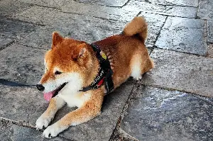 Owner Takes Dog to Vets About His ‘Weird’ Walk, Hysterics at Diagnosis