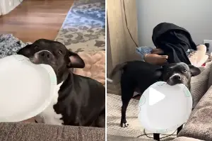 Owner in Hysterics Over Why Staffordshire Terrier Keeps Bringing Over Plate