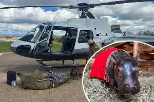 Orphaned baby hippo can't sleep after losing his mom – what his rescuers do next changes everything