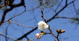 The cherry blossom season officially begins in the Land of the Rising Sun.