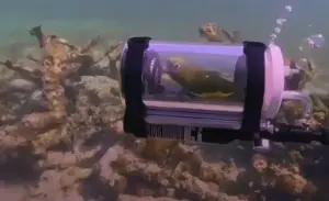 Parrot goes for 15-minute underwater ride in homemade submarine