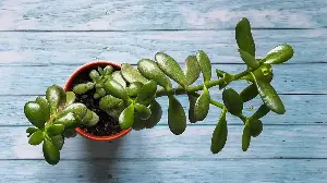 What Your Jade Plant Actually Needs in March –The Simple Tweaks That Lead to Lusher, Healthier Growth