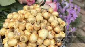 Enhancing the value of fresh lotus seeds in the Mekong Delta, from cultivation techniques to post-harvest anti-browning technology.