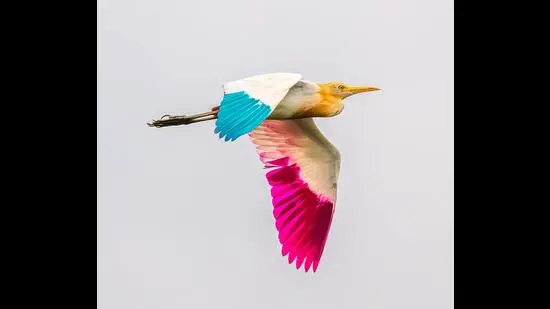 The ‘painted’ egret at Sukhna lake. (Anuj Jain)
