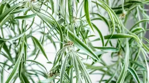 My Spider Plant Went From Ordinary to a Cascading Green Spectacle – 3 Easy Tips for Growing Spiderettes into a Statement Display
