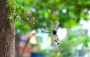Watching flocks of gnats 'stroll' through Hanoi