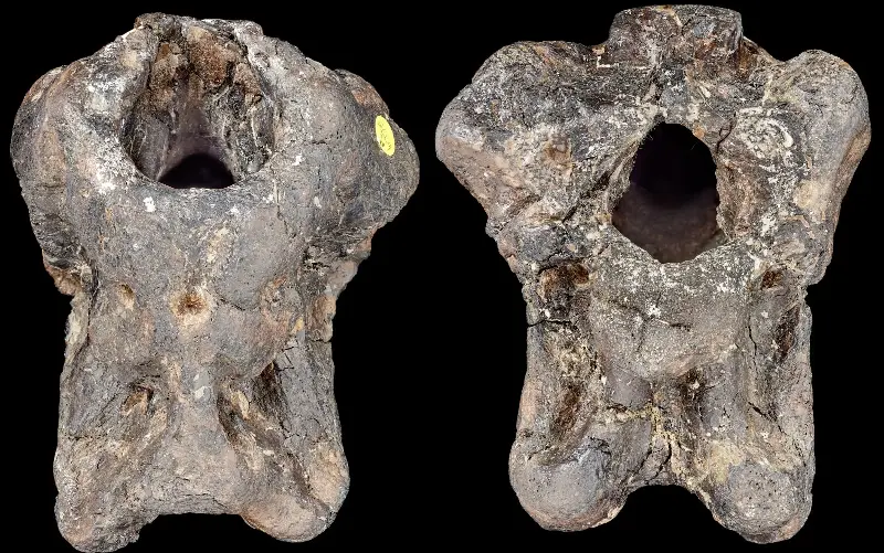 The fossil skull. The oval hole is where the brain would have been - The Trustees of the Natural History Museum