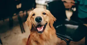 A 2020 study in Sweden found that dogs can sense heat and thermal radiation with the tip of their nose — meaning they can detect a warm object across a room even with their eyes closed — making them only the second mammal on Earth known to possess this ability, alongside the vampire bat, which uses it to find blood vessels beneath the skin of sleeping prey