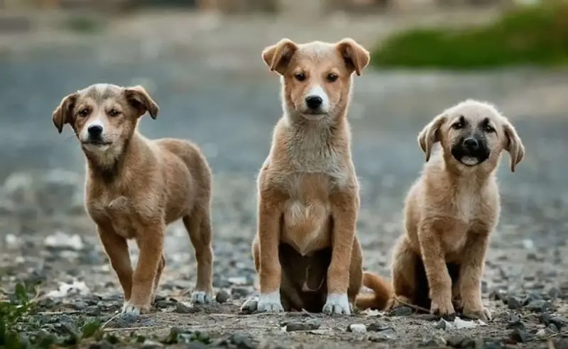 Los perros de Chernóbil muestran señales de selección natural: ¿aprenden a resistir la contaminación?