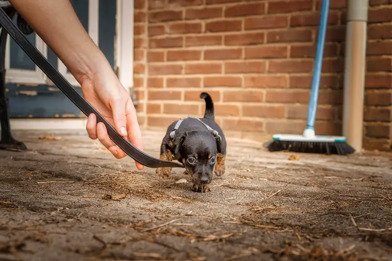 Educar a un cachorro, la clave para mejorar la convivencia
