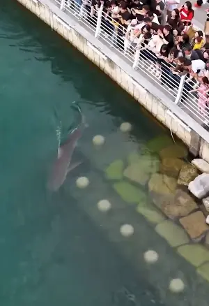 A stray shark attracted over 600,000 tourists in South Korea.