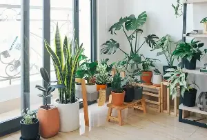 10 Beautiful Plants That Instantly Transform Your Home