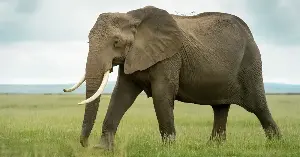 Elephants learn human voice dangers