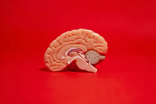 Scientist made a live brain model to see how the lab-made neurons behave in the surrounding. 