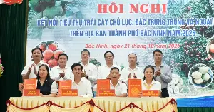 Bac Ninh facilitates the consumption of over 118,500 tons of key fruits.