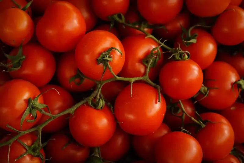 El tomate entra en la era tecnológica: así se cultiva el alimento del futuro