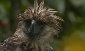 PEF safeguards PH Eagles against El Niño impacts