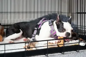 Trainer says there are 4 signs your dog is ready to be left out the crate
