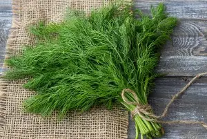 This herb, commonly sold in markets, unexpectedly possesses many valuable uses.