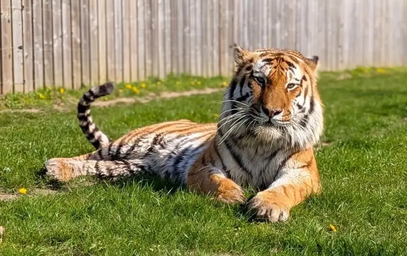 Altai, the tiger that mauled a man at Yorkshire Wildlife Park