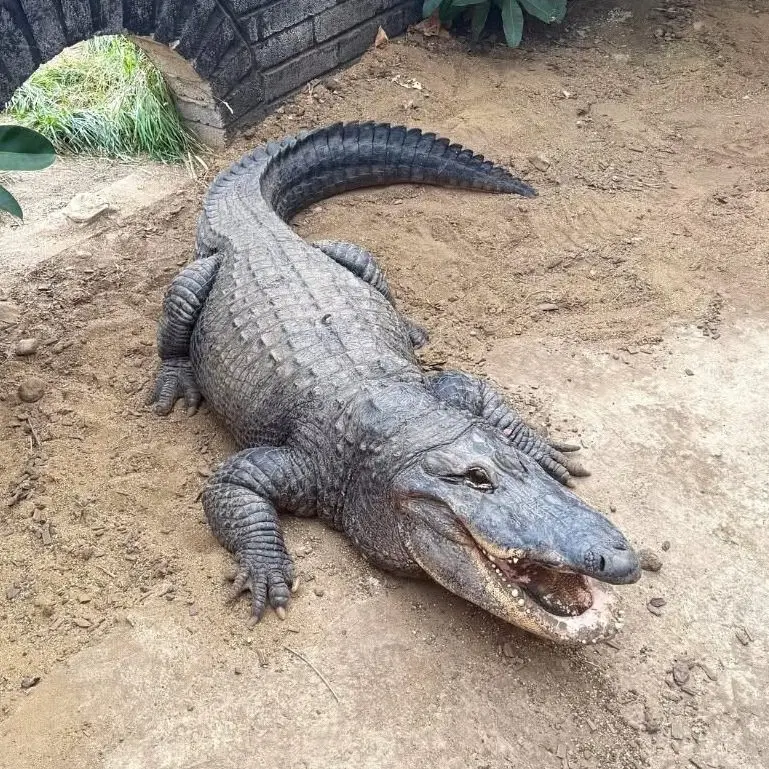 The crocodile enclosure at Johnsons Zoo, near Huntingdon - Johnsons of Oldhurst