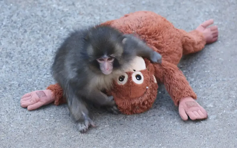 Punch the macaque monkey with his stuffed orangutan toy - AFP/Jiji Press