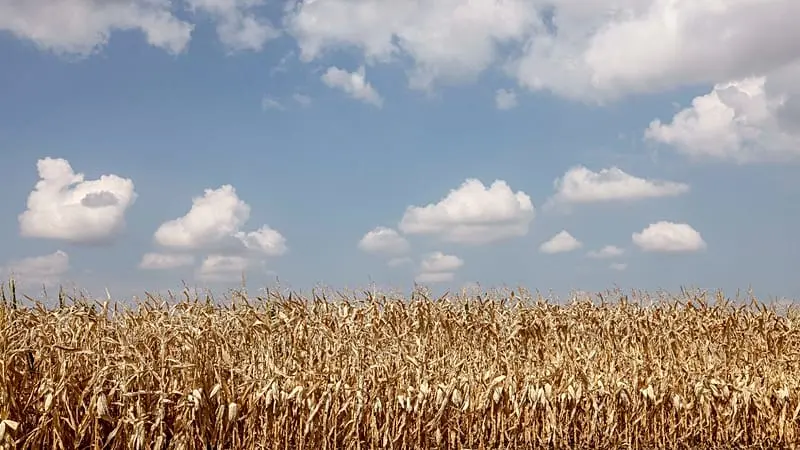 La quinoa y el garbanzo ganan terreno en Alsacia ante el avance del cambio climático