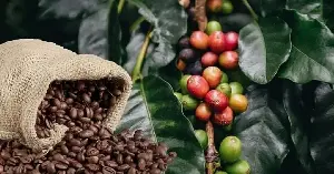 COMMODITY MARKET: Coffee experiences sharp price fluctuations.