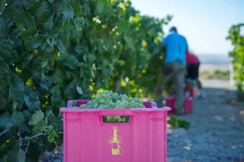 La vendimia se generaliza en el Marco de Jerez y alcanza los 48 millones de kilos de uva recogidos