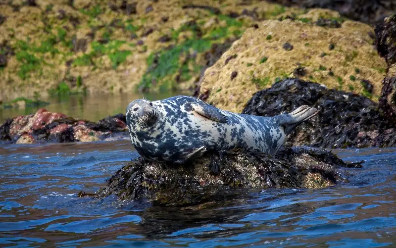 Grey seals are a common sight in the waters off Llandudno - getty