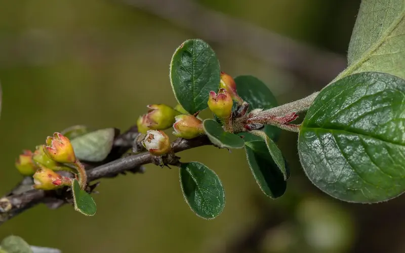 Endemic Great Orme berries are shaped like miniature apples - Alamy