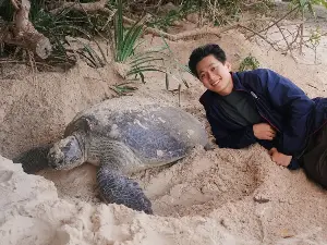 Six mother turtles came ashore to lay eggs on Con Dao Island in the same night.