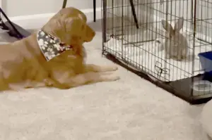 Golden Retriever's unexpected animal bestie has the internet swooning