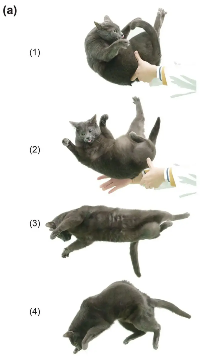 Fases de la caída de un gato, según el estudio publicado