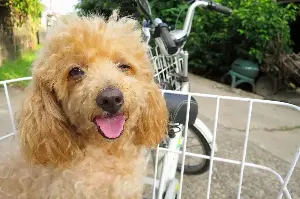 Goldendoodle Struggles To Get Through Door, Hysterics Over What Owner Sees