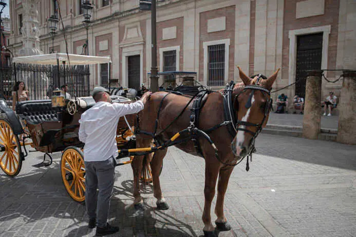 Los cocheros afrontan con "normalidad" las olas de calor y piden sombras a la espera del cambio normativo