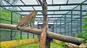 Pune forest dept considering replicating Rajasthan’s Jawai model in Junnar