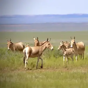 Asiatic wild ass returns to Mongolia after 65-year absence
