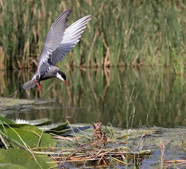 La Laguna Primera de Palos se consolida como refugio de más de 150 especies de aves