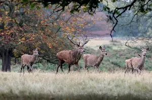 New warning issued over feeding deer in Richmond Park