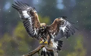 Golden eagles to be reintroduced to England