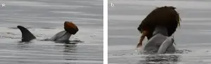 Dolphins independently learn fishing technique