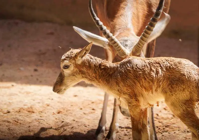 Nace en Bioparc Valencia una cría de antílope africano que estuvo al borde de la extinción