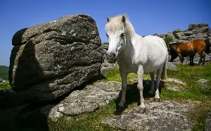 Dartmoor ponies saved after Natural England cull U-turn